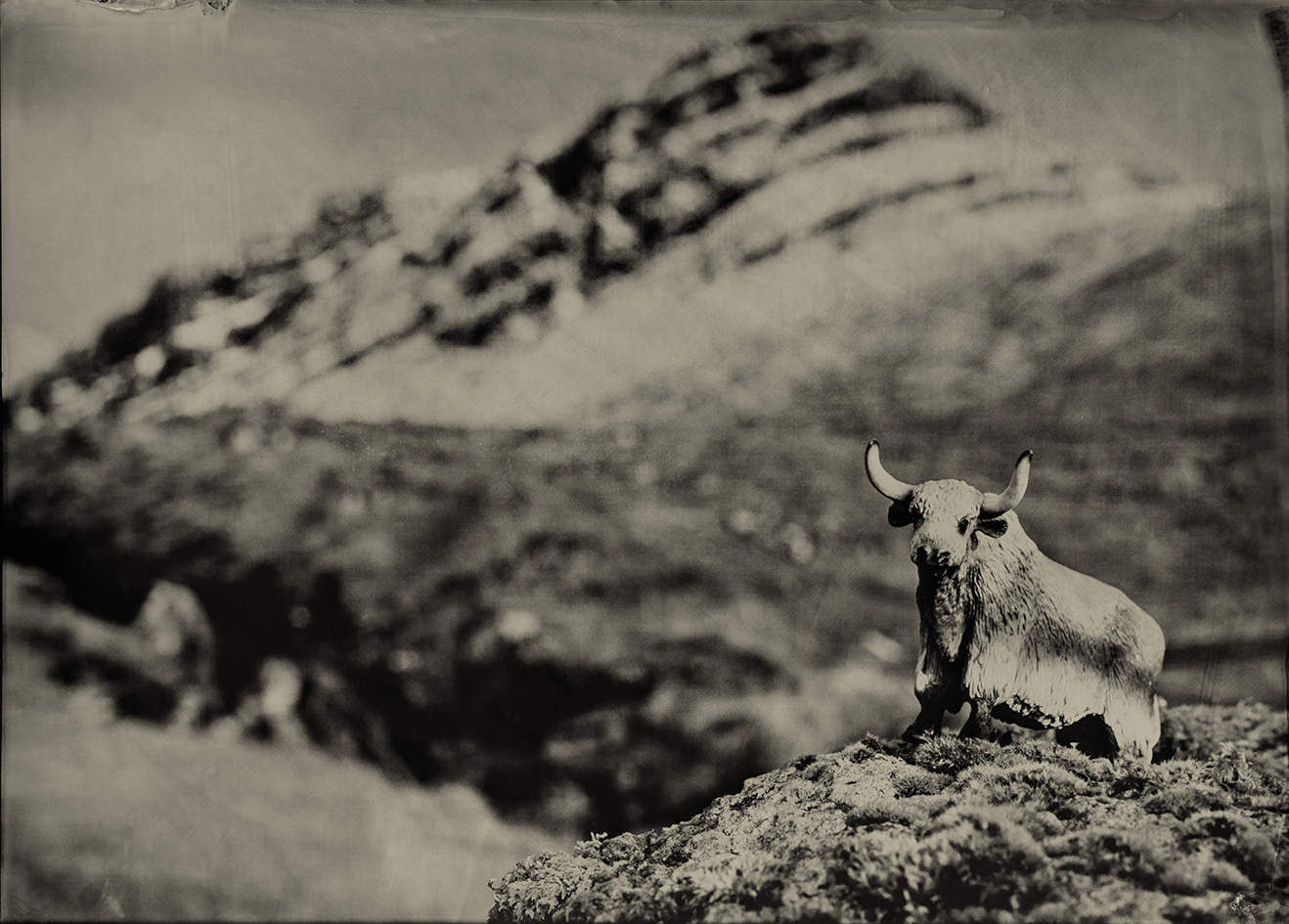 Wild Yak Kunoy Faroe islands